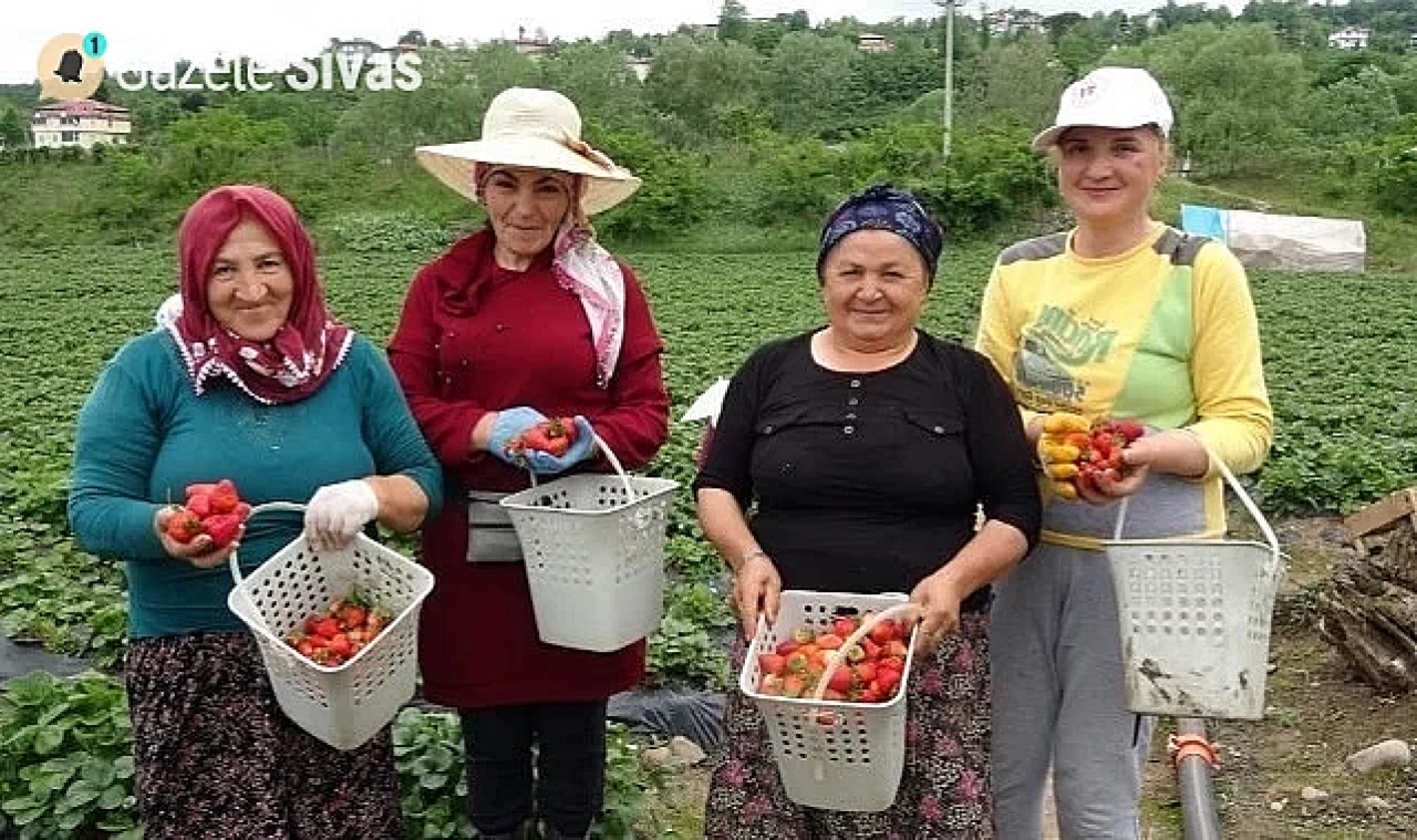 Çilek Hasadına Başlandı: 1400 Ton Rekolte Bekleniyor