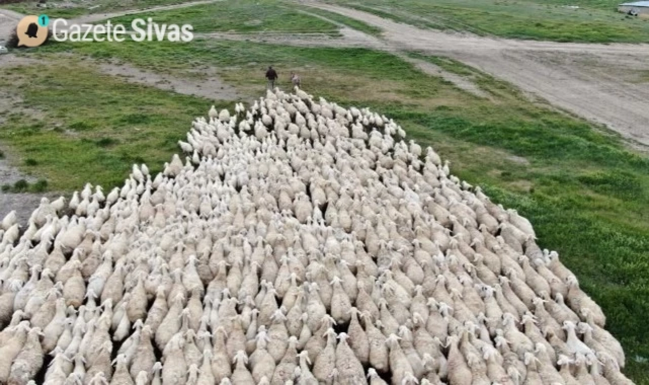 Kangal akkaraman koyunu sayısı ikiye katladı..