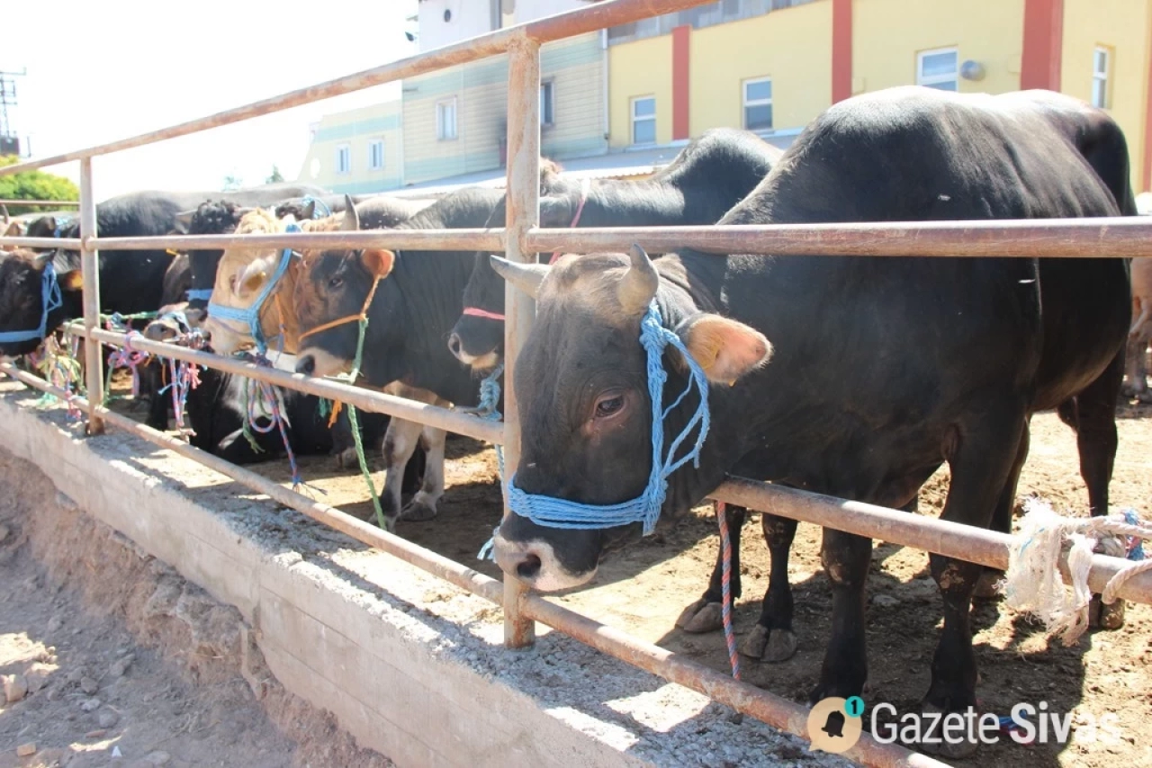 Kurban Pazarı Alanları Artık Kura Sistemiyle Belirlenecek