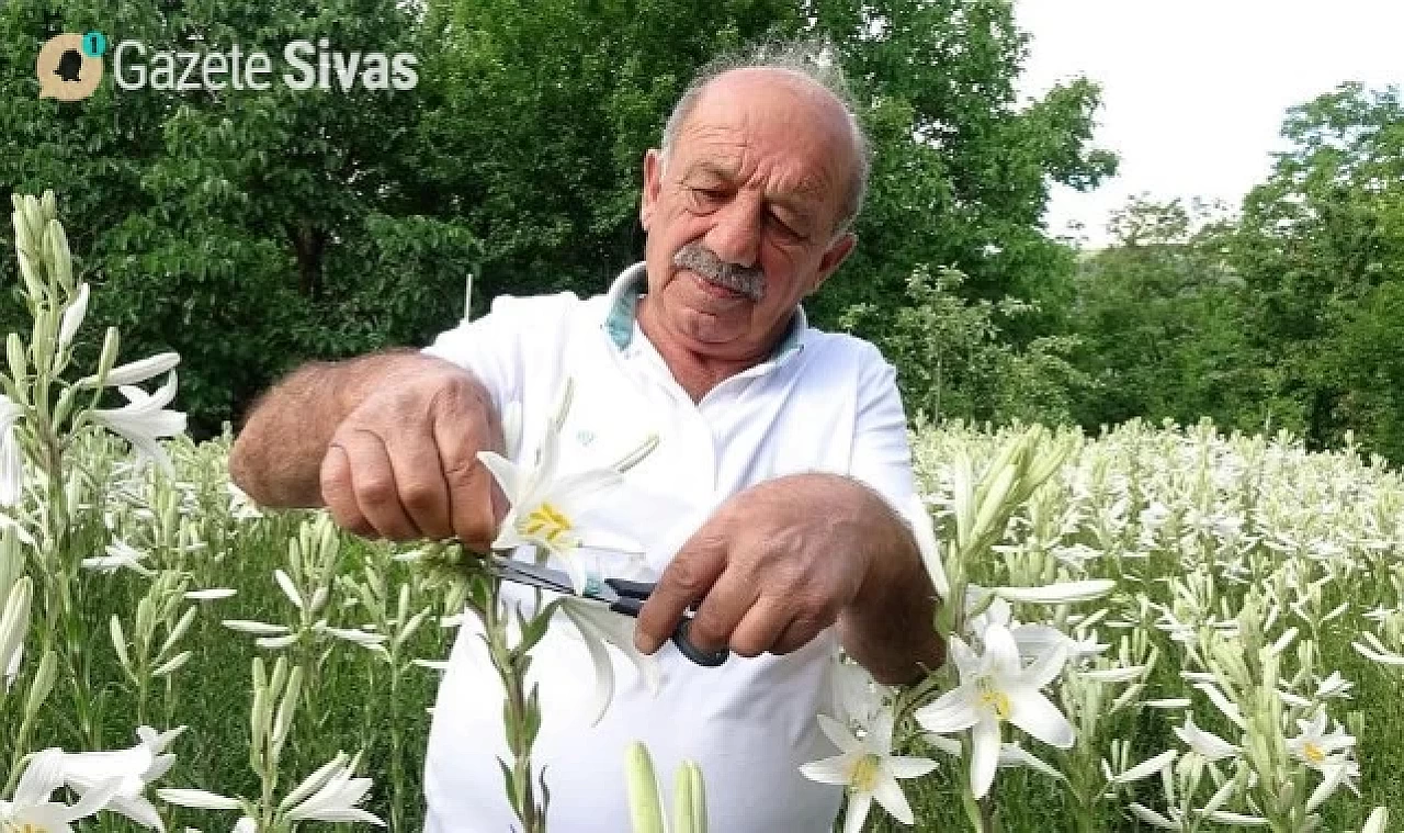 Tokat'ta Akzambak Mirası: Erdi Can Aydemir Kaliteyi Artırıyor!