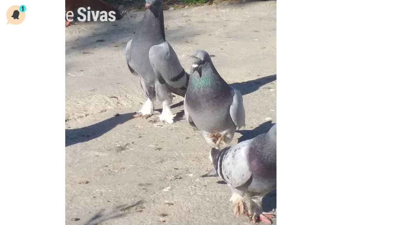 Sivas'ın Eşsiz Kuşları Türkiye'nin Görkemli Mirası Olmaya Devam Ediyor