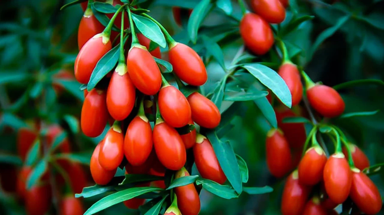 Erzincan'da Goji Berry Yetiştiriciliği Erzincan Yeni Bir Döneme Giriş Yaptı