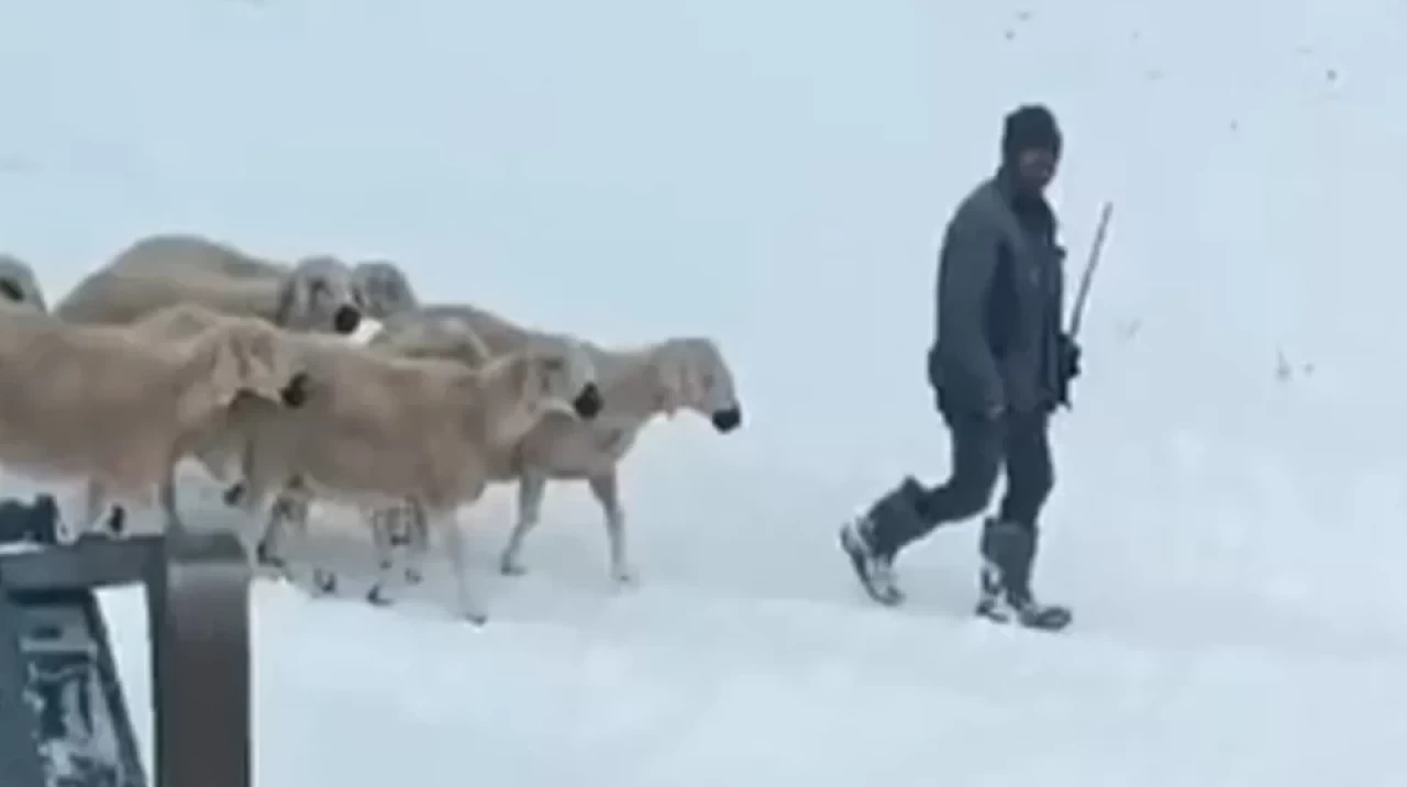 Sivas'ta Mahsur Kalan Çobanlar ve Koyunları Kar ve Tipiden Kurtarıldı!