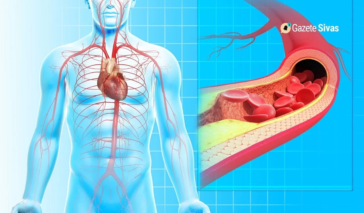 Dolaşım Sistemi Hastalıkları: Belirtileri, Nedenleri ve Korunma Yolları