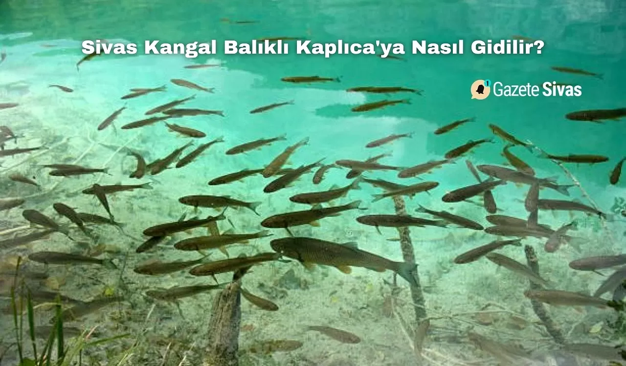 Sivas Kangal Balıklı Kaplıca'ya Nasıl Gidilir?