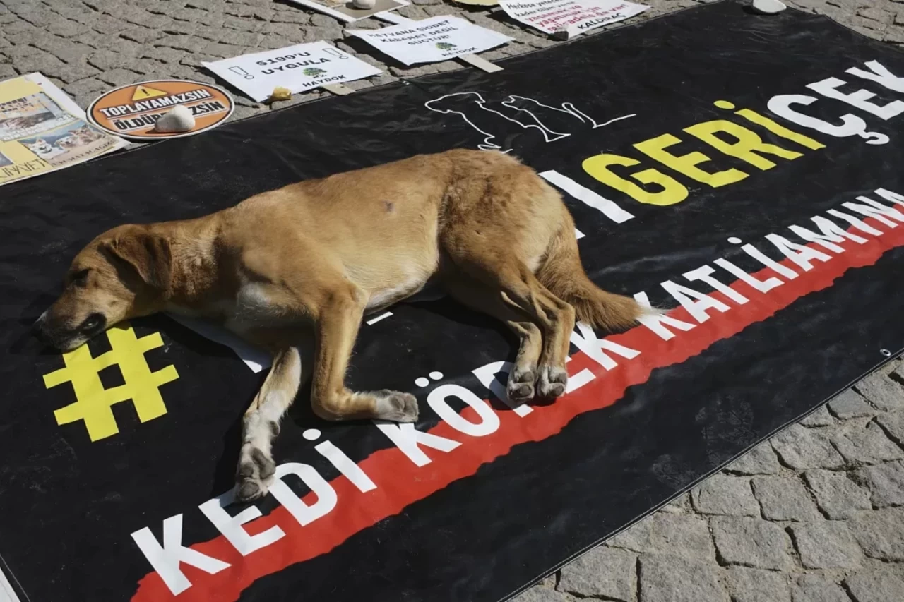 Sokak Köpekleri ile İlgili Kanun Teklifi TBMM’de Kabul Edildi, Ancak Tartışmalar Sürüyor