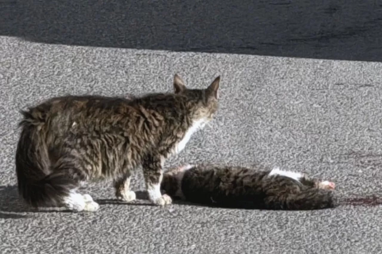 Sivas'ta Duygulandıran Anlar: Kedi Yavrusu, Ölen Arkadaşının Başından Ayrılmadı