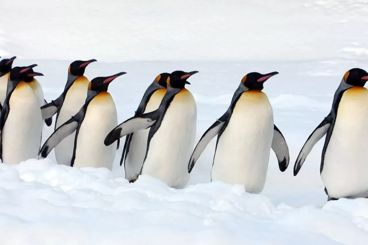 Fransa'dan Hayvan Sağlığında İnovasyon: Vahşi Doğada Penguenlere Aşılama