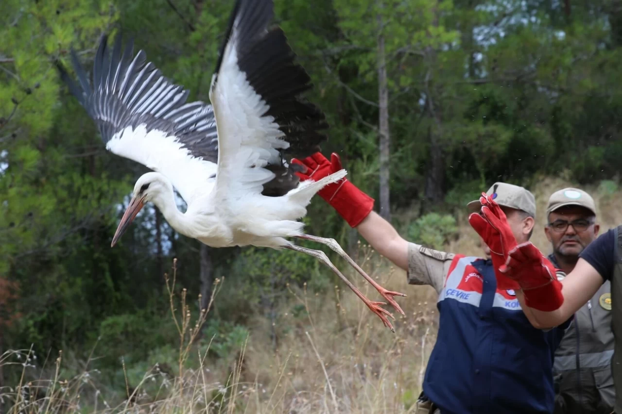 Hatay'da Yaralı Karaca ve Leylekler Doğaya Salındı