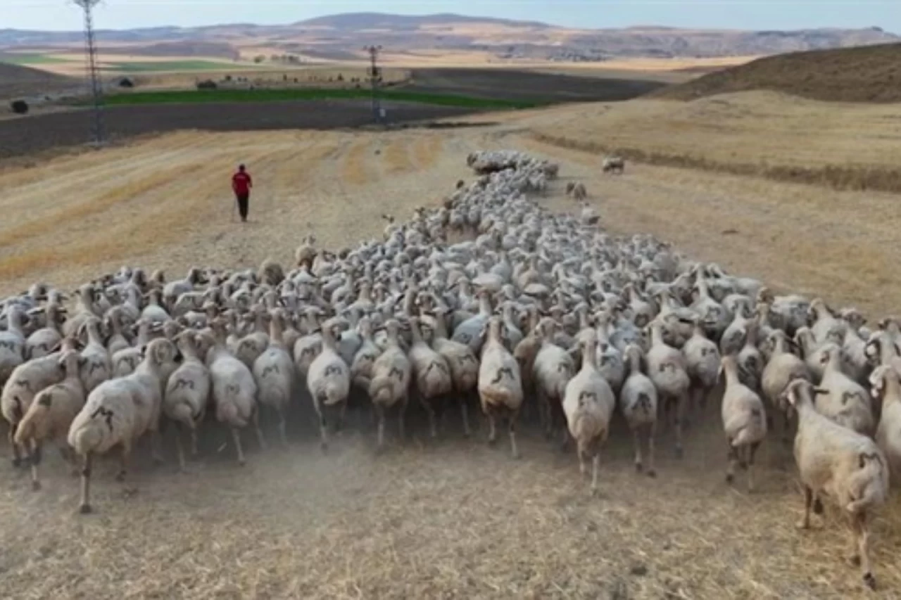 Sivas'ta Çoban Sıkıntısı Hayvancılığı Zorluyor: "Devletin Müdahalesi Şart"