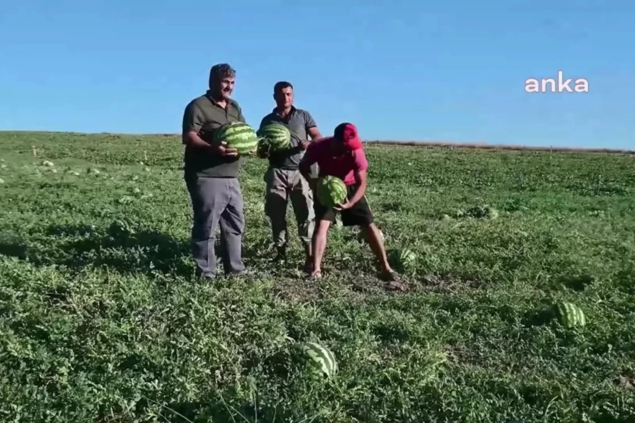 Yozgatlı Çiftçiler Kavun-Karpuz Hasadında Zarar Ediyor