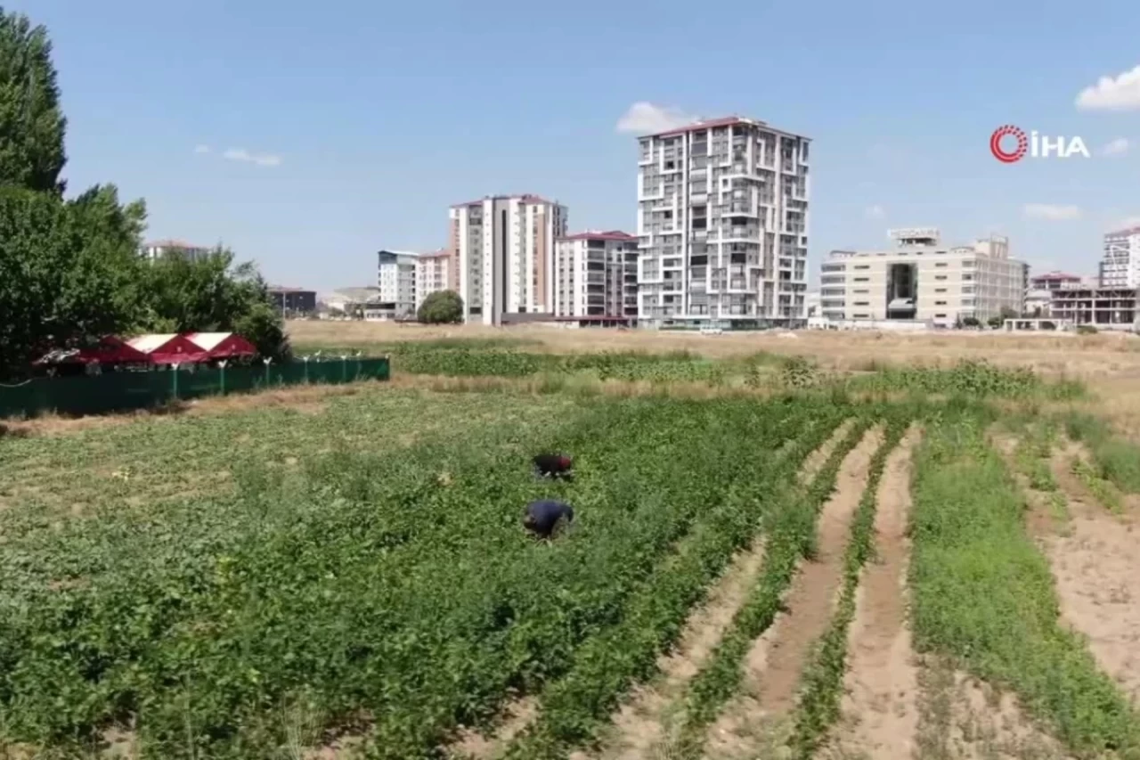 Sivas'ta Apartmanlar Arasında Ata Tohumlarını Yeşerten Çift