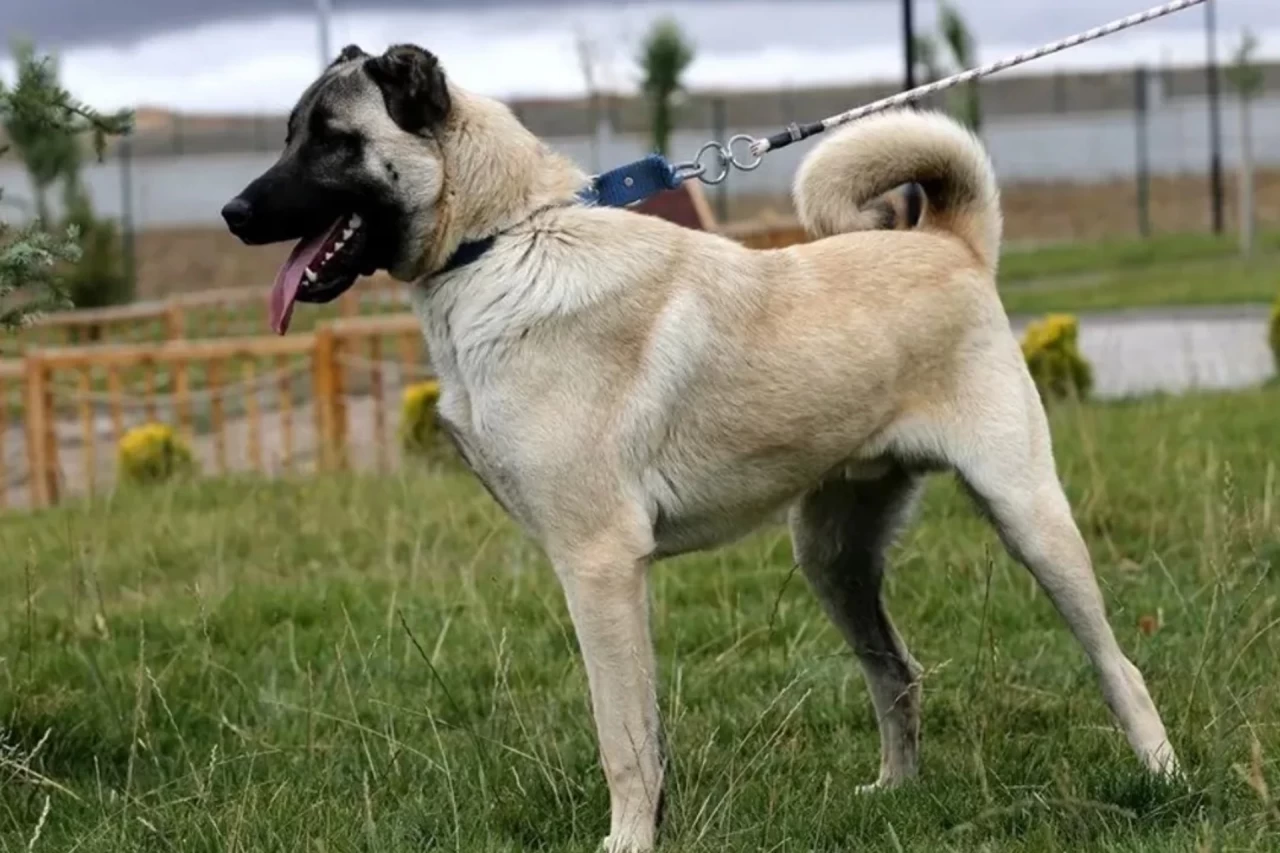 Kangal Köpeklerinin Yavrularını Yeme Davranışının Sebebi Ortaya Çıktı