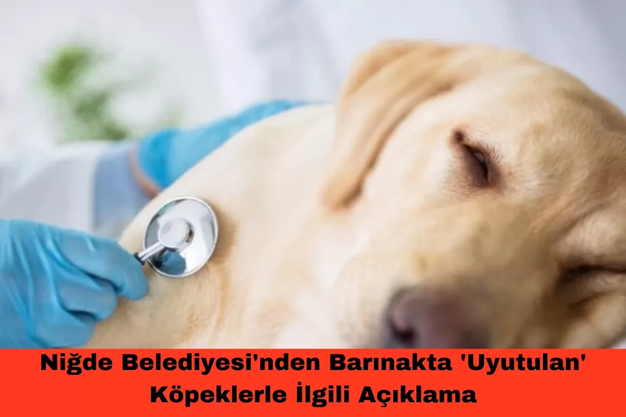 Niğde Belediyesi'nden Barınakta 'Uyutulan' Köpeklerle İlgili Açıklama