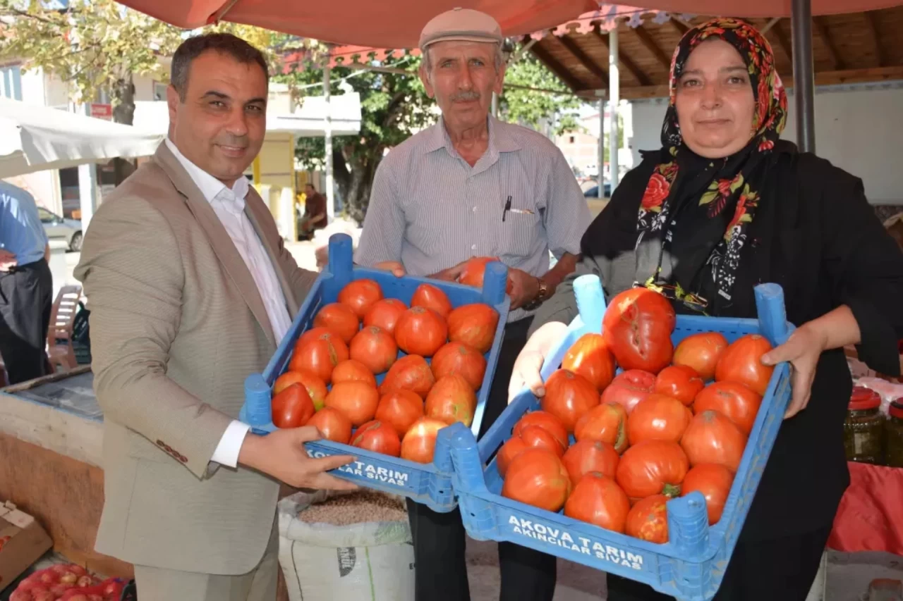 Akıncılar'da Ata Tohumundan Yetiştirilen Manda Yüreği Domatesler Büyük İlgi Görüyor