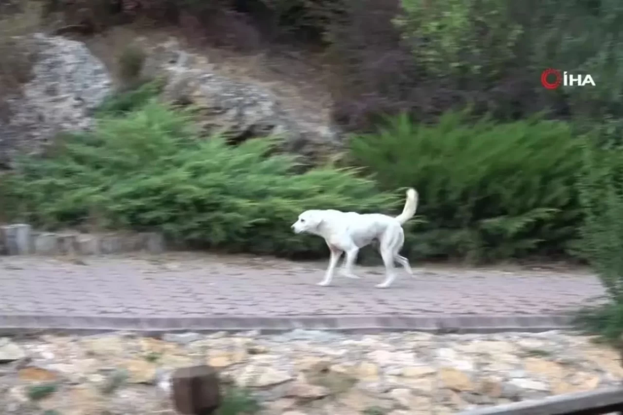 Sivas'ta Başıboş Köpek Saldırısına Uğrayan Aileden Belediyeye Tepki: "Gerekli İşlemler Yapılsın"