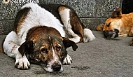 Sokak hayvanlarının korunması için yeni düzenleme Meclis'e sunulacak