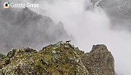 Görenleri hayran bırakan manzara: İnatçı dağ keçileri