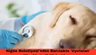 Niğde Belediyesi'nden Barınakta 'Uyutulan' Köpeklerle İlgili Açıklama