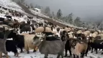 Giresun yaylalarında beklenmedik kar yağışı, çobanları zorlu bir dönüş yolculuğuna çıkardı