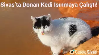 Sivas'ta Donmak Üzere Olan Kedi, Şanslı Bir Şekilde Isınacak Bir Yuva Buldu.