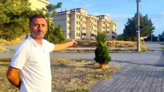 Sivas Şarkışla'da Yiyecek Arayan Kurt Şehir Merkezinde Görüntülendi