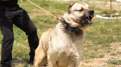 Çoban Köpekleri ve Kangallar Kurdun peşinde