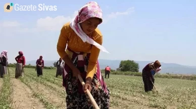 Pamuk çapalama işçilerinin günlük ücreti 700 liraya yükseltildi!