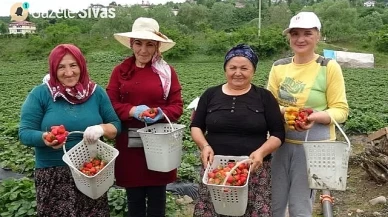 Çilek Hasadına Başlandı: 1400 Ton Rekolte Bekleniyor