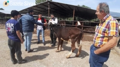 Kurban pazarında durgunluk hayvancıların canını sıktı