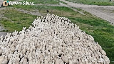 Kangal akkaraman koyunu sayısı ikiye katladı..