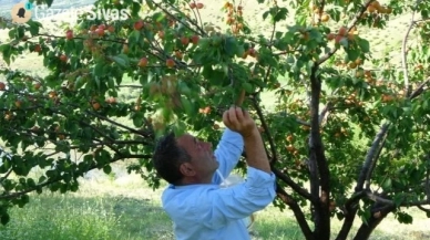 Sevilen meyvenin hasadı başladı