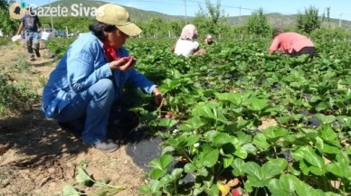 Sadece 5 dönüm arazide başlayan çiftçi, siparişlerin artmasıyla başa çıkamıyor