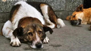 Sokak hayvanlarının korunması için yeni düzenleme Meclis'e sunulacak