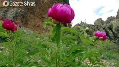 15 Günlük Ömrü Olan Kelebek Türü Keşfedildi!