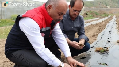 Sivas'ta Çilek Yetiştiriciliği Desteklenerek Üretim Kapasitesi Artırılacak