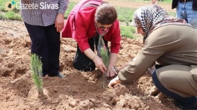 Lavanta bahçeleri kadınlarla güzelleşiyor