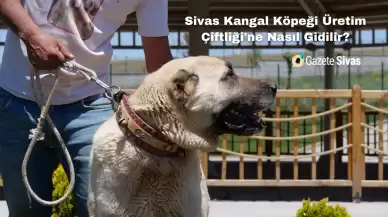 Sivas Kangal Köpeği Üretim Çiftliği'ne Nasıl Gidilir?