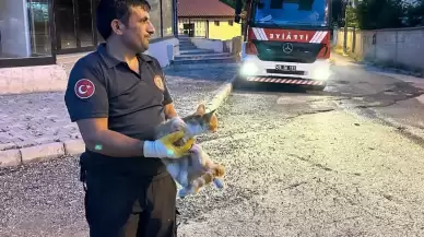 Sivas'ta Havalandırma Boşluğuna Düşen Yavru Kedi Kurtarıldı