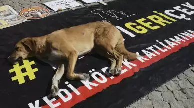 Sokak Köpekleri ile İlgili Kanun Teklifi TBMM’de Kabul Edildi, Ancak Tartışmalar Sürüyor