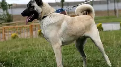 Kangal Köpeklerinin Yavrularını Yeme Davranışının Sebebi Ortaya Çıktı