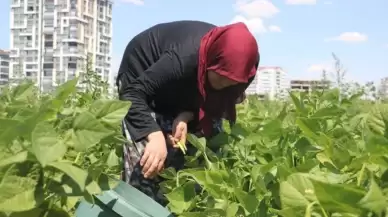 Sivaslı Çift, Ata Tohumlarını Gelecek Nesillere Aktarmak İçin Mücadele Ediyor