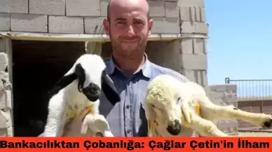 Bankacılıktan Çobanlığa: Çağlar Çetin'in İlham Veren Hikayesi