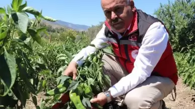 Sivas Akıncılar’da Çiftçilere 330 Bin Adet Salçalık Domates ve Biber Fidesi Dağıtıldı