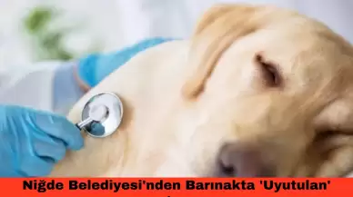 Niğde Belediyesi'nden Barınakta 'Uyutulan' Köpeklerle İlgili Açıklama