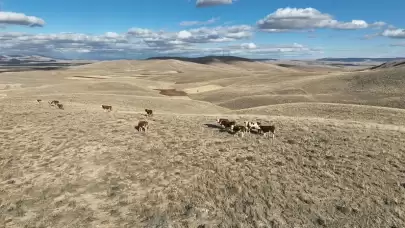 Dronlar sayesinde kaybolan hayvanlar güvenli bir şekilde bulundu