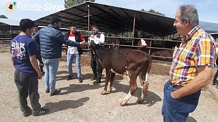 Kurban pazarında durgunluk hayvancıların canını sıktı