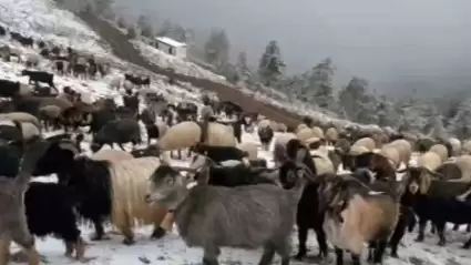 Giresun yaylalarında beklenmedik kar yağışı, çobanları zorlu bir dönüş yolculuğuna çıkardı