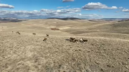 Dronlar sayesinde kaybolan hayvanlar güvenli bir şekilde bulundu