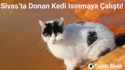 Sivas'ta Donmak Üzere Olan Kedi, Şanslı Bir Şekilde Isınacak Bir Yuva Buldu.